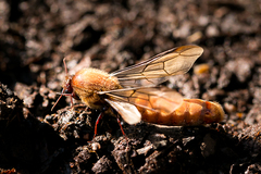 Dorylus helvolus