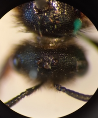 Sphecodes ruficrus