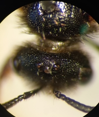 Sphecodes ruficrus
