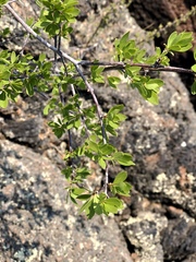 Forestiera pubescens pubescens