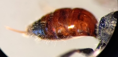 Sphecodes ephippius