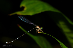 Protosticta trilobata