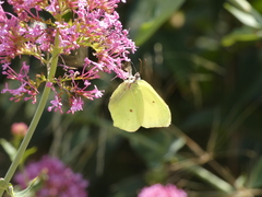Gonepteryx cleopatra