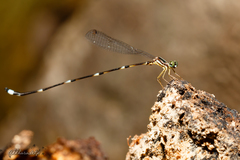 Protosticta trilobata