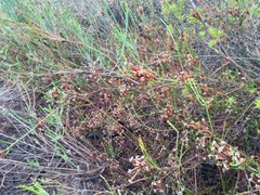 Lysinema ciliatum