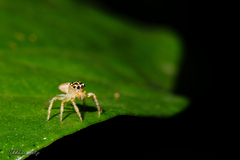 Colyttus
