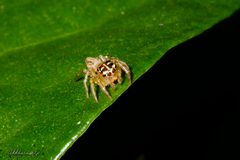 Colyttus