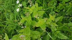 Veronica urticifolia
