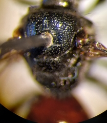 Sphecodes ephippius
