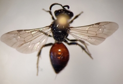 Sphecodes ephippius