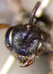 Sphecodes ephippius