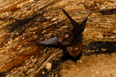 Hipposideros armiger