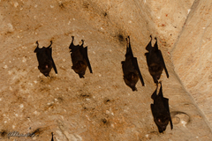 Hipposideros armiger
