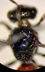 Sphecodes ephippius