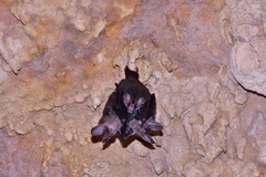 Chrotopterus auritus