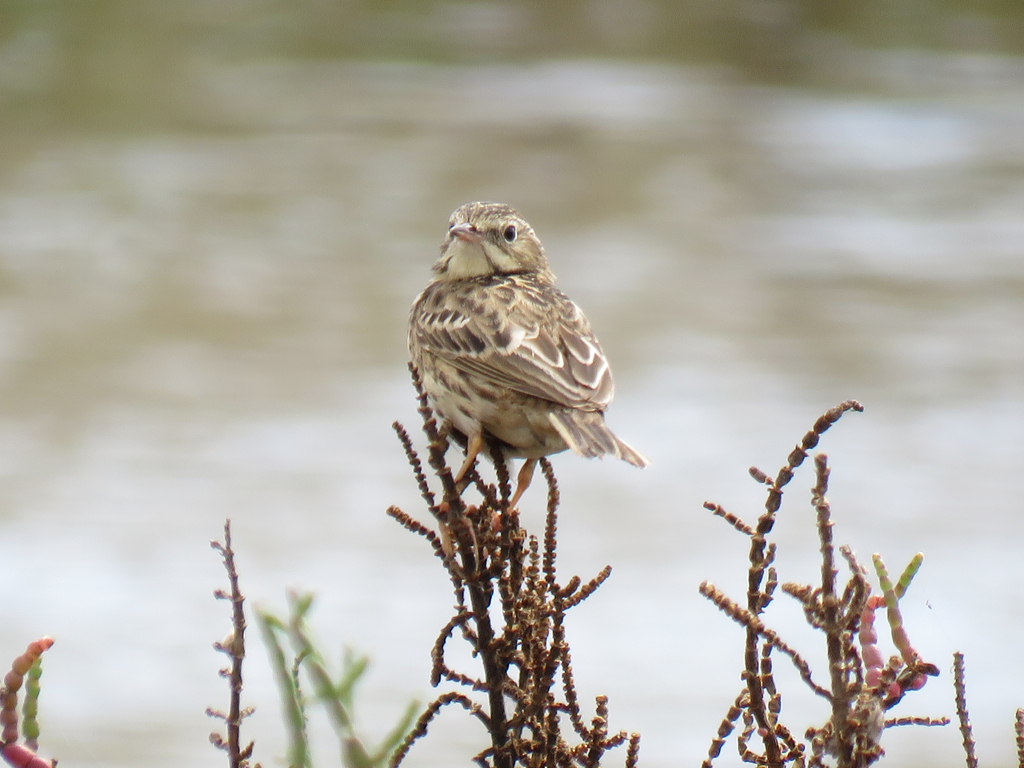 Peruvian Pipit photo