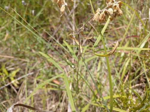 Image of Pediomelum cyphocalyx by (c) Cleveland Powell, some rights reserved (CC BY)