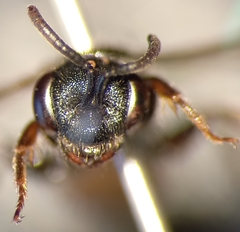 Sphecodes ephippius