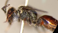Sphecodes ephippius