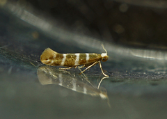 Argyresthia trifasciata