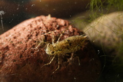 Anisoptera