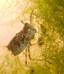 Anisoptera