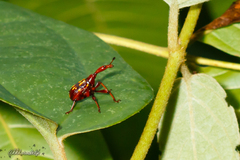 Cycnotrachelus
