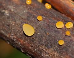 Heterotextus miltinus