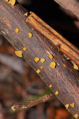Heterotextus miltinus