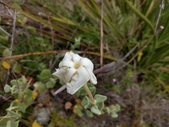 Mandevilla macrosiphon