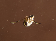 Anisops