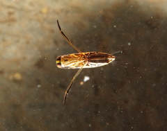 Anisops
