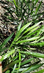 Dodonaea truncatiales