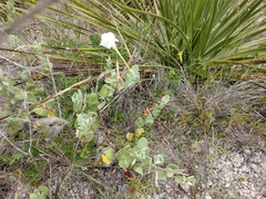Mandevilla macrosiphon