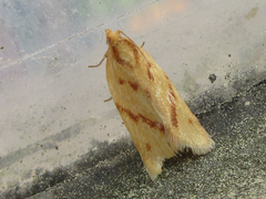 Clepsis pallidana