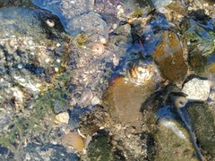 Neripteron violaceum