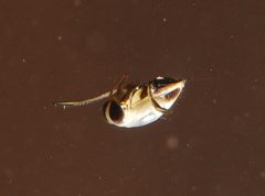 Anisops