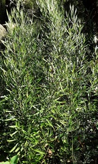 Dodonaea truncatiales