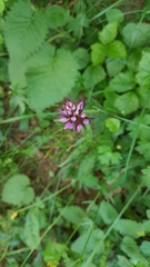 Dactylorhiza maculata