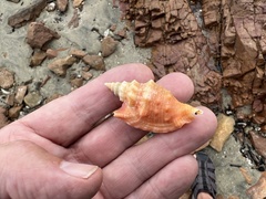 Euprotomus aurisdianae