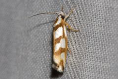 Plectophila electella
