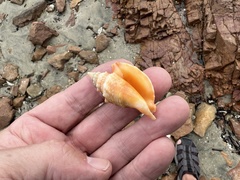 Euprotomus aurisdianae