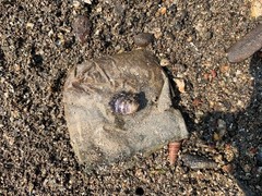 Neripteron violaceum