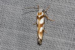 Plectophila electella