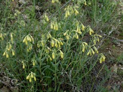 Onosma fastigiata