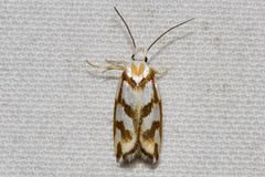Plectophila electella