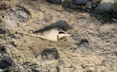 Tibia