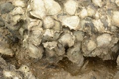 Saccostrea cuccullata