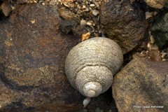 Euchelus asper