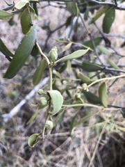 Capparis lasiantha